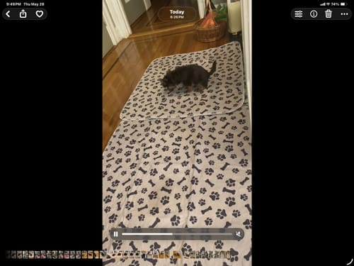 Customer photo review of 6 PUP PADS