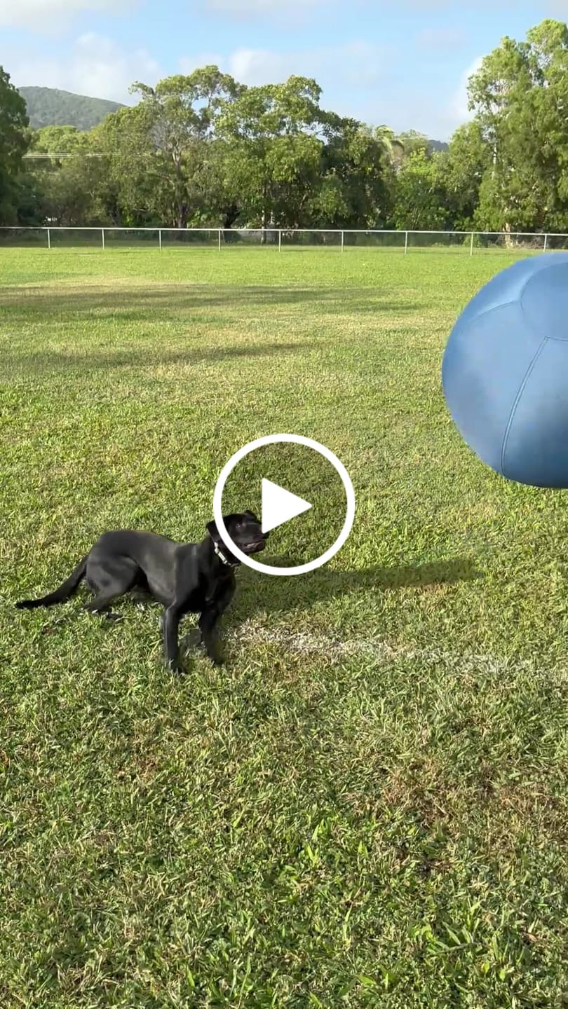 Customer video review of Herding Ball