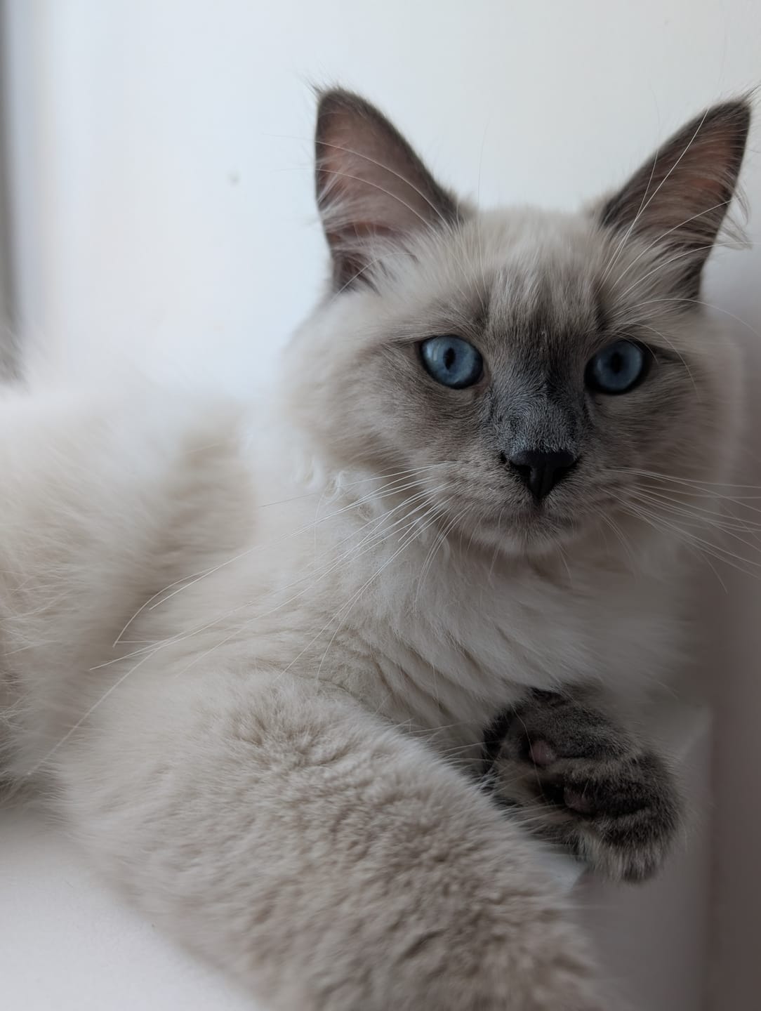 Customer photo review of Pâtée Chaton Sans Céréales - Truite