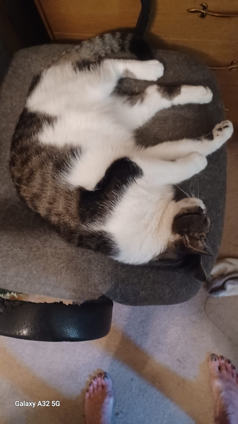 Customer photo review of 1x - Blisso Advanced Cat Probiotic