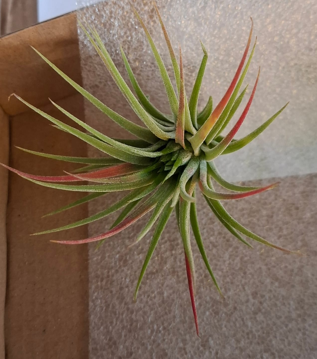 Customer photo review of Tillandsia ionantha 'Red Marble'