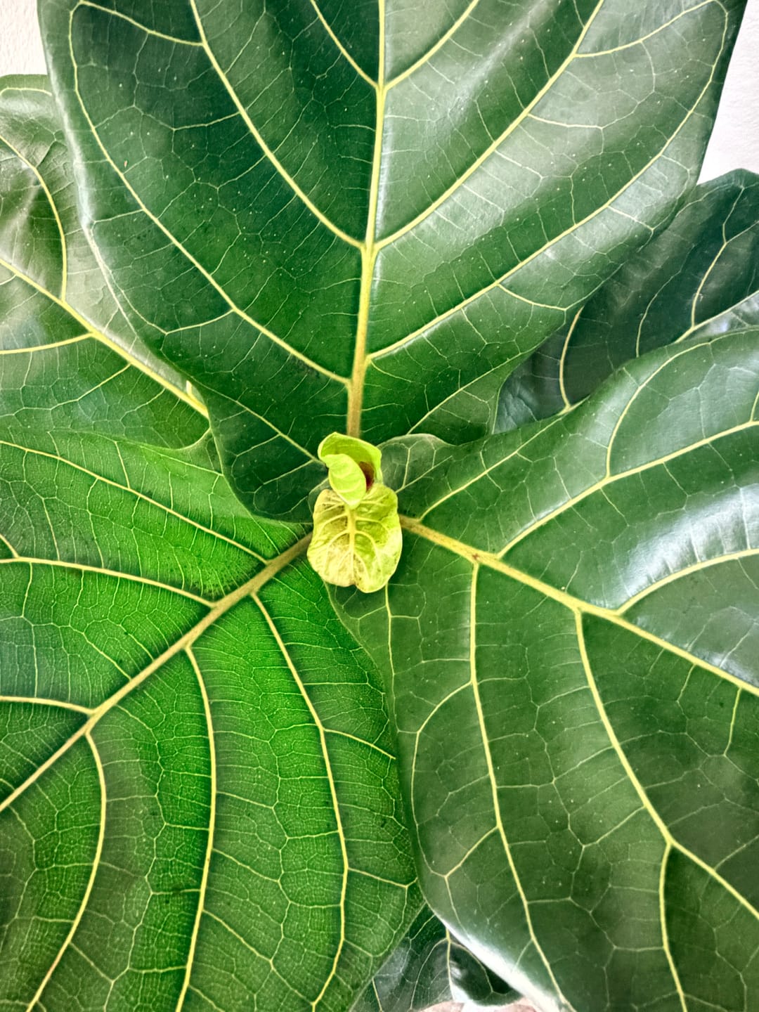 Customer photo review of Plant Food