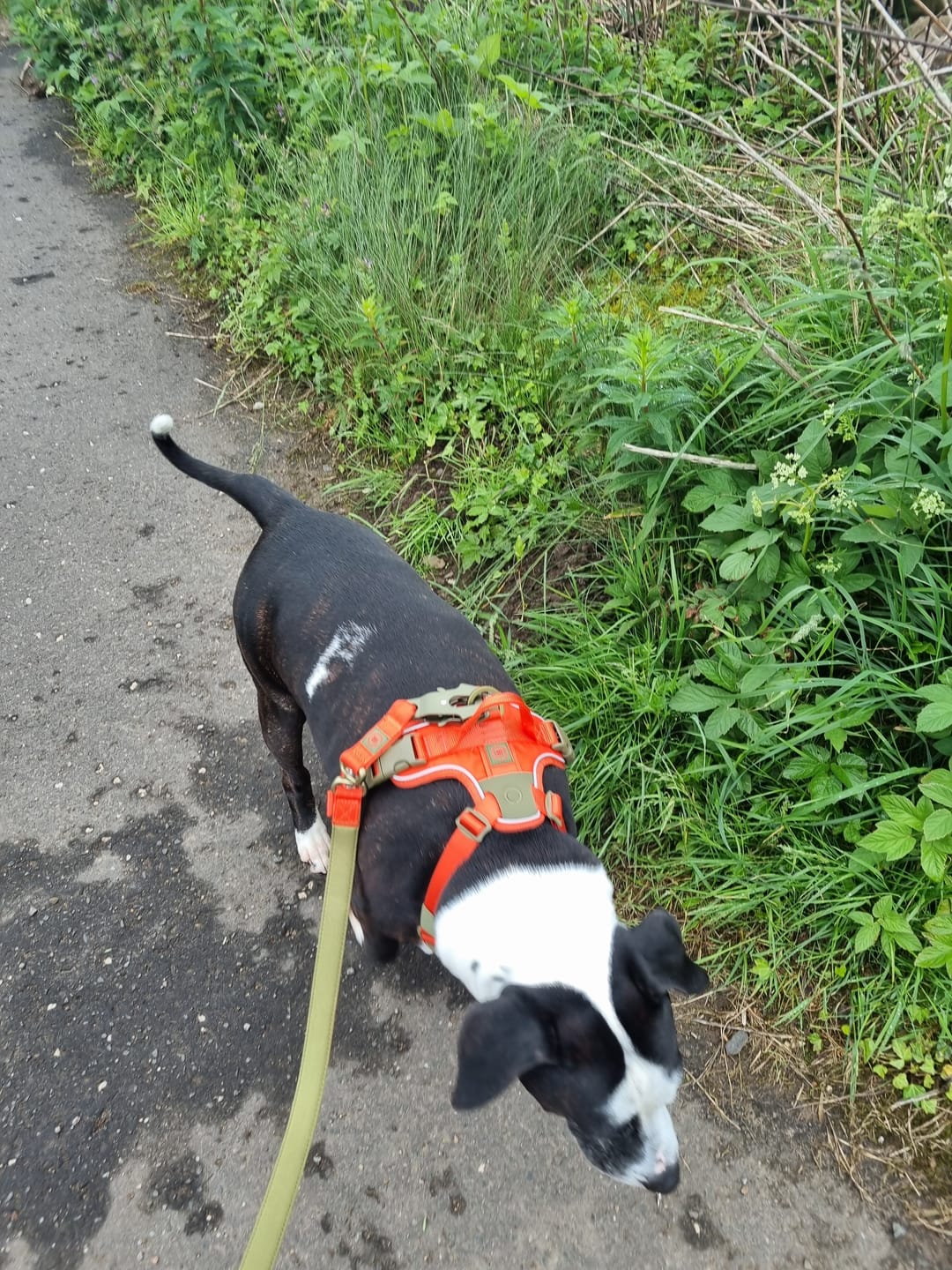 Customer photo review of Anti Pull Hurricane Harness Lighter | With Handle - Burnt Orange X Khaki