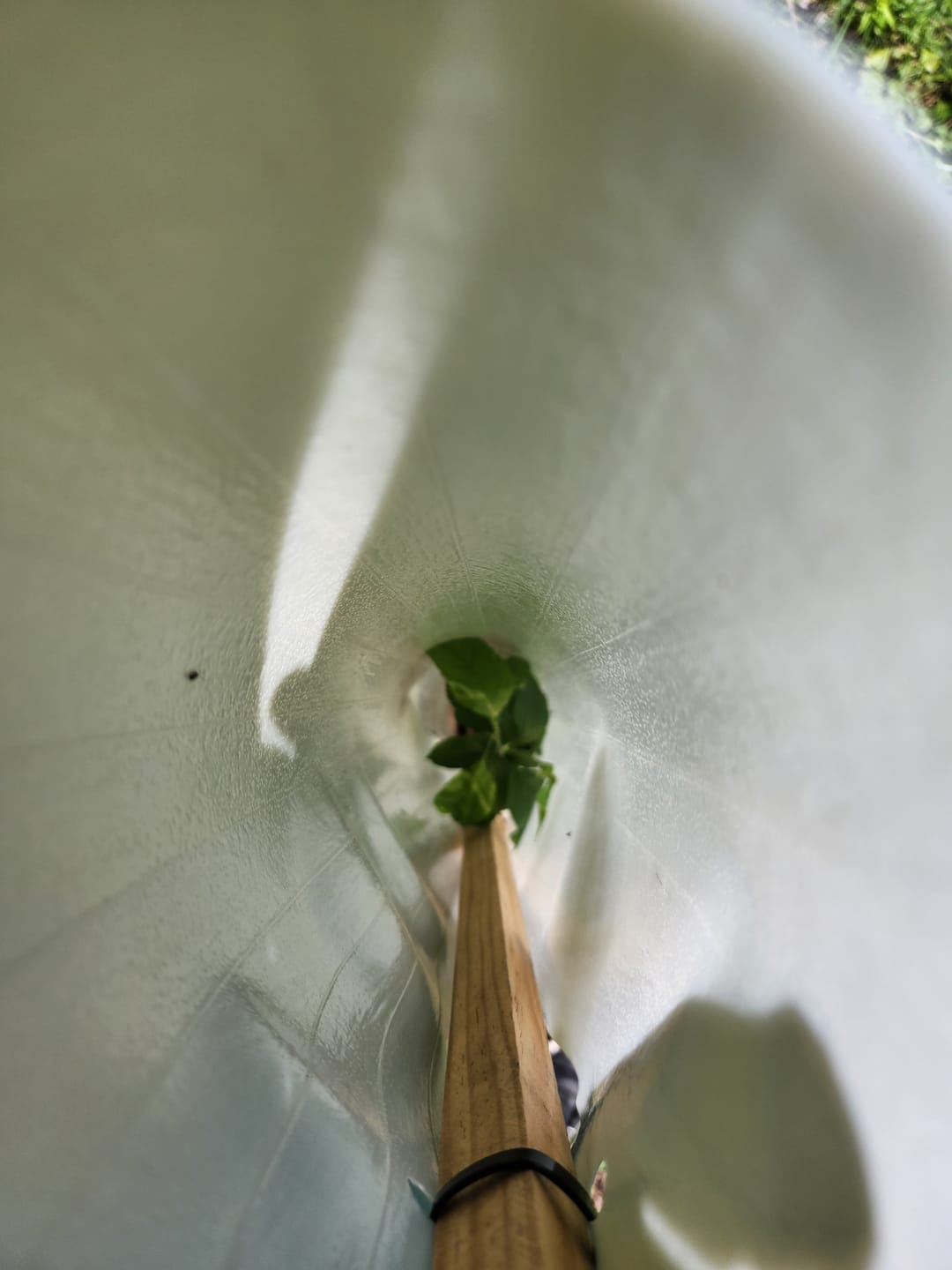 Customer photo review of Wild Crabapple