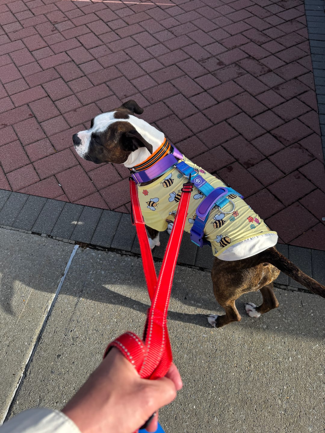 Customer photo review of Comfort Control No-Pull Dog Harness - 90s Retro