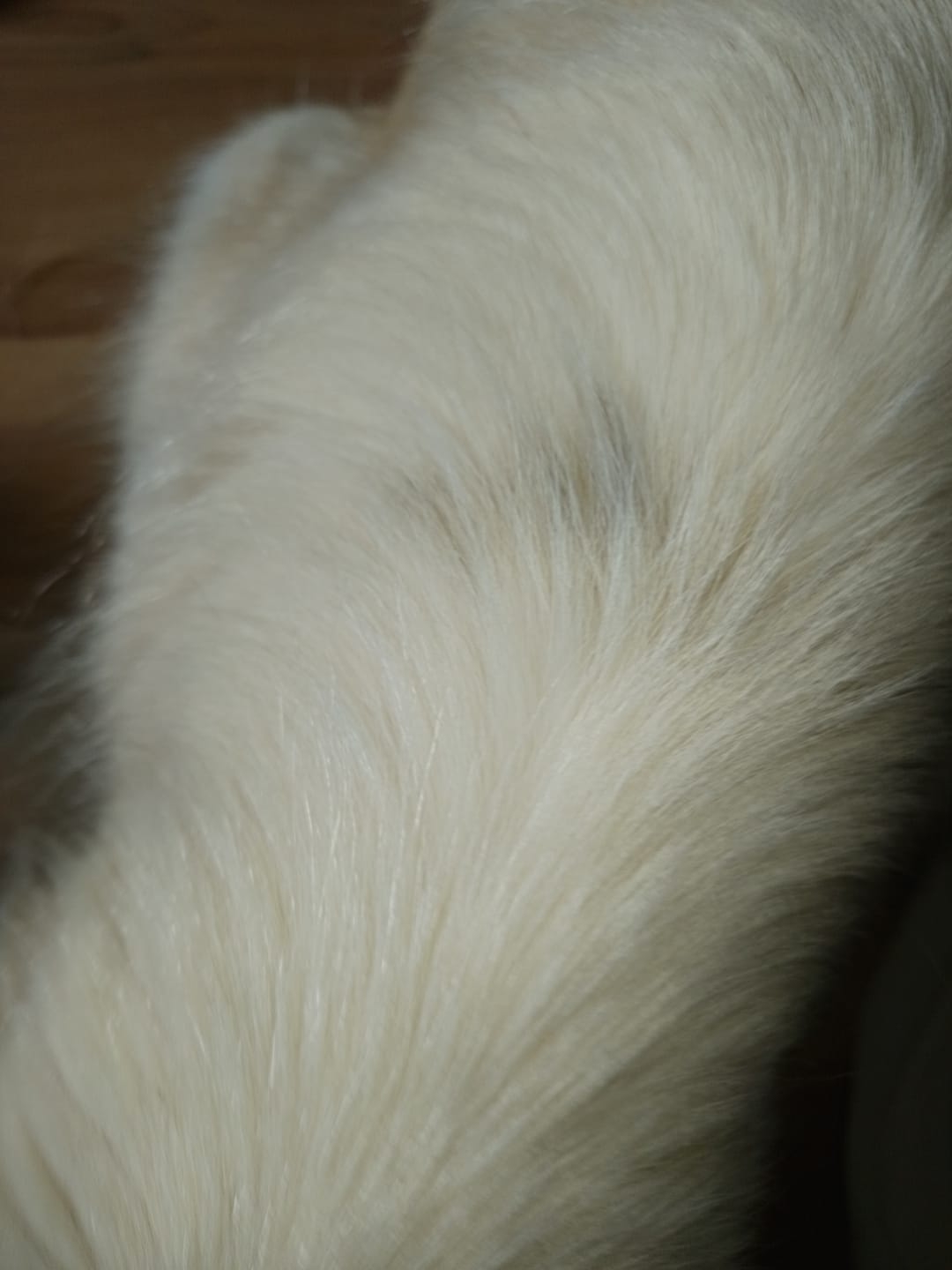 Customer photo review of Zpot-on classic für Hunde gegen Zecken, Flöhe, Milben & Mücken [Jahresvorrat]