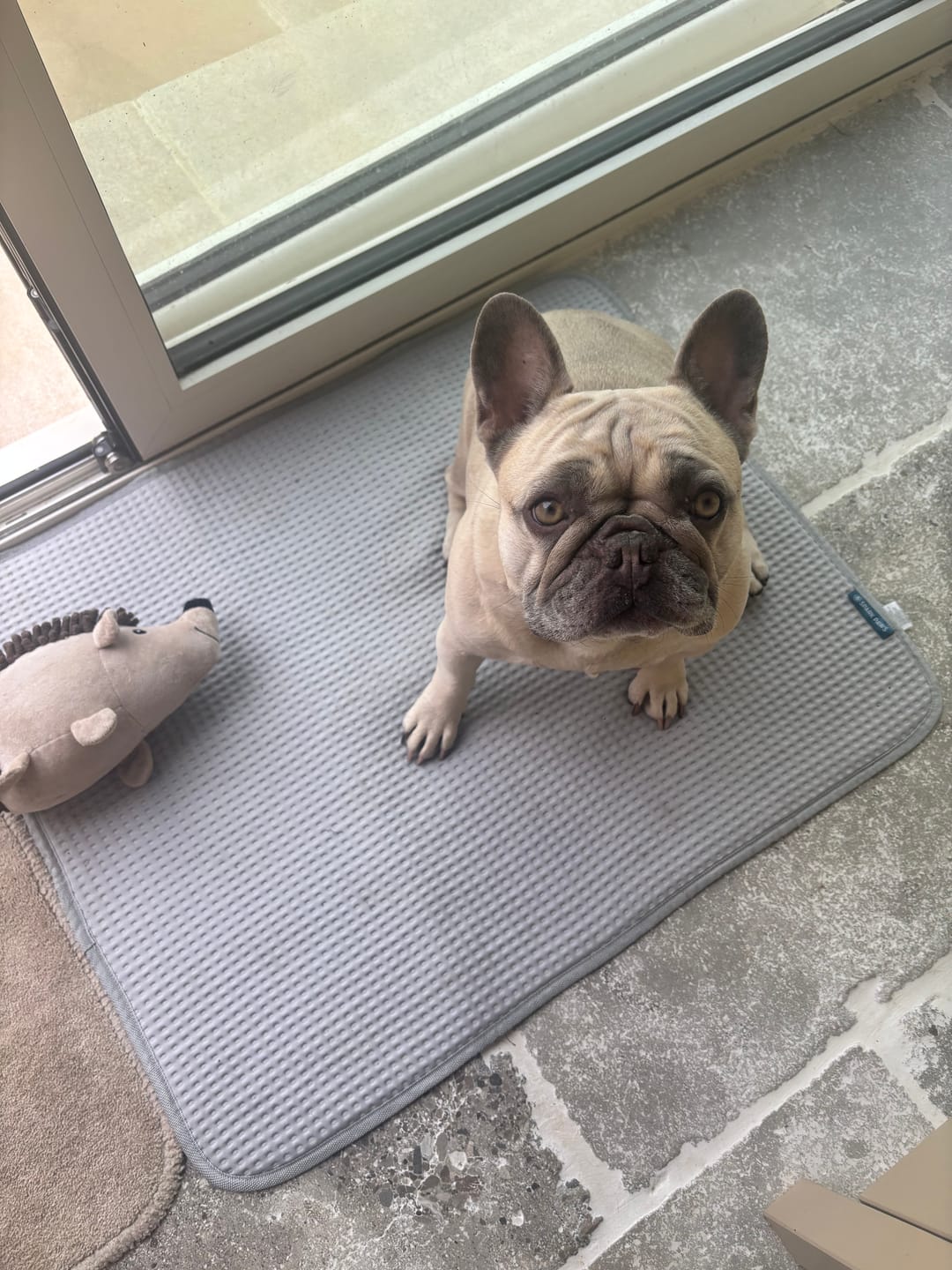 Customer photo review of Frostcore™ Cooling Mat 2 Pack