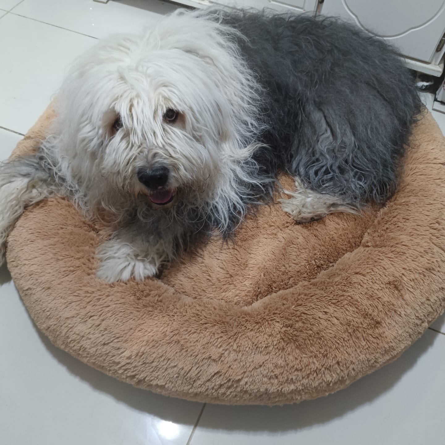 Customer photo review of Funda Lino para Cama Antiestrés para Perros