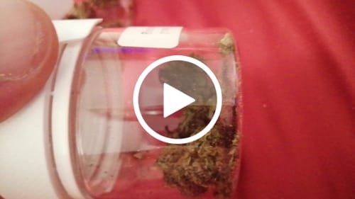 Customer video review of Biscotti Mintz 31% THCA