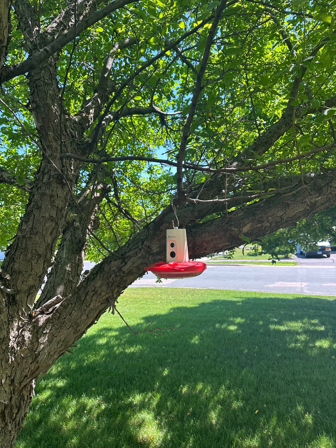 Customer photo review of Birdfy Hum Feeder - Hummingbird Feeder with Camera