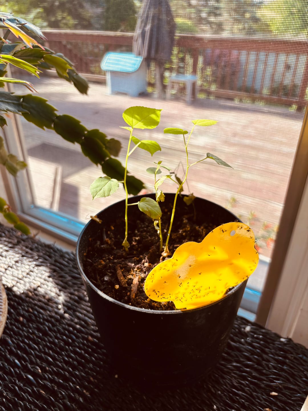 Customer photo review of Houseplant Pest Spray