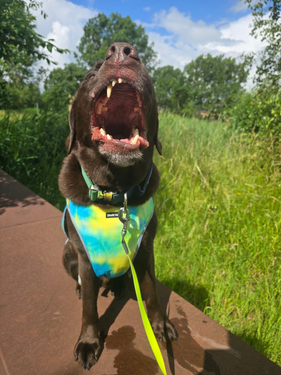 Customer photo review of Chilltech™ Dog Cooling Vest 2 Pack
