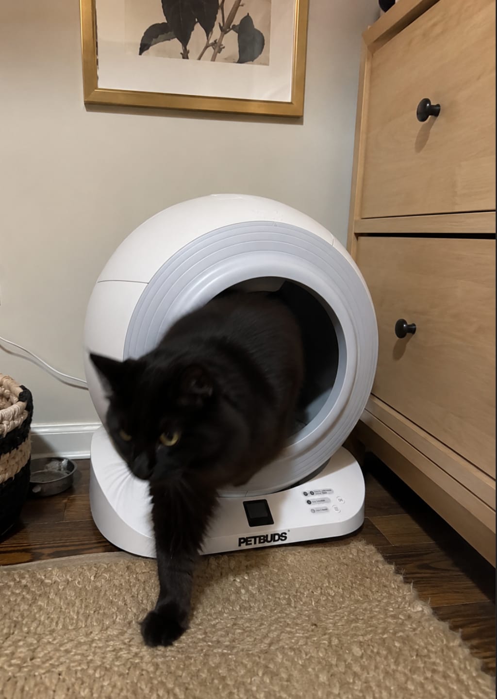 Customer photo review of The Petbuds Q-CLEAN Automatic Self-Cleaning Litter Box