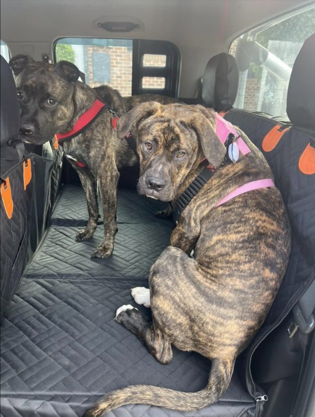 Customer photo review of Marlo&Co™ Dog Seat Cover