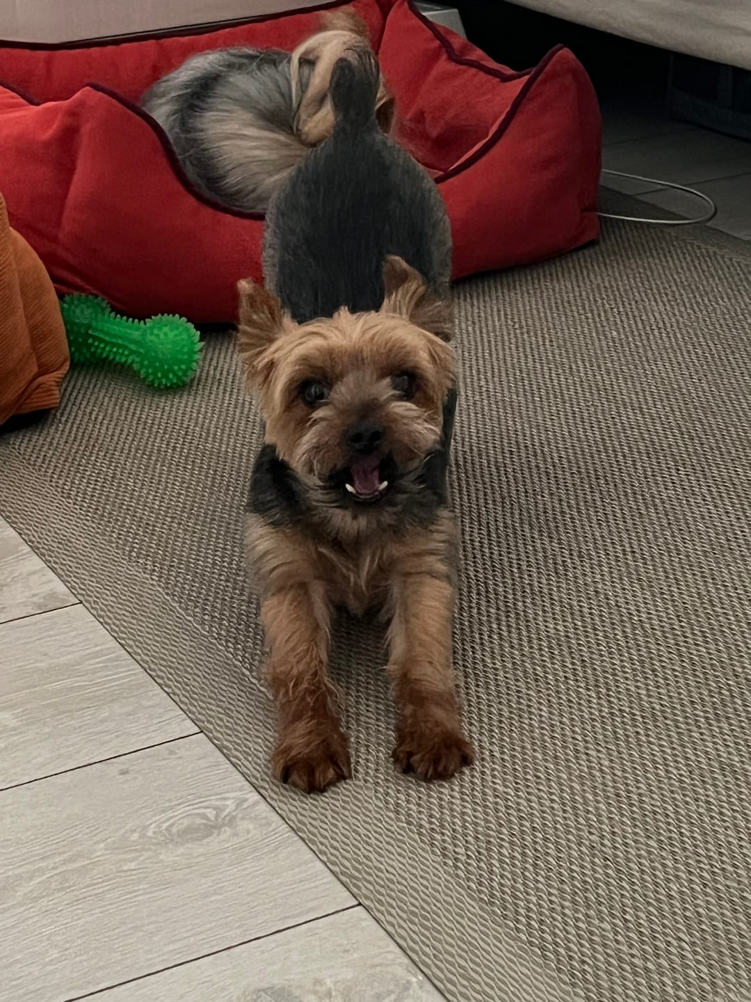 Customer photo review of Rampa Pendiente Suave THE DOGS