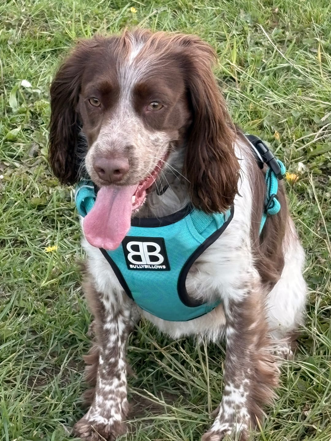 Customer photo review of Comfort Premium Harness | Non Restrictive - Turquoise