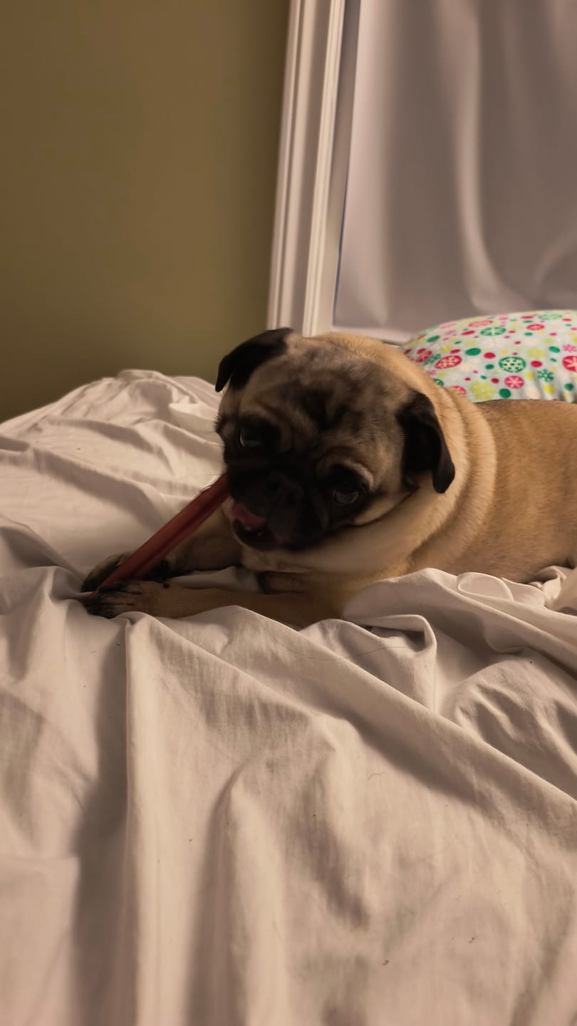 Customer photo review of 6 Inch Standard Bully Stick