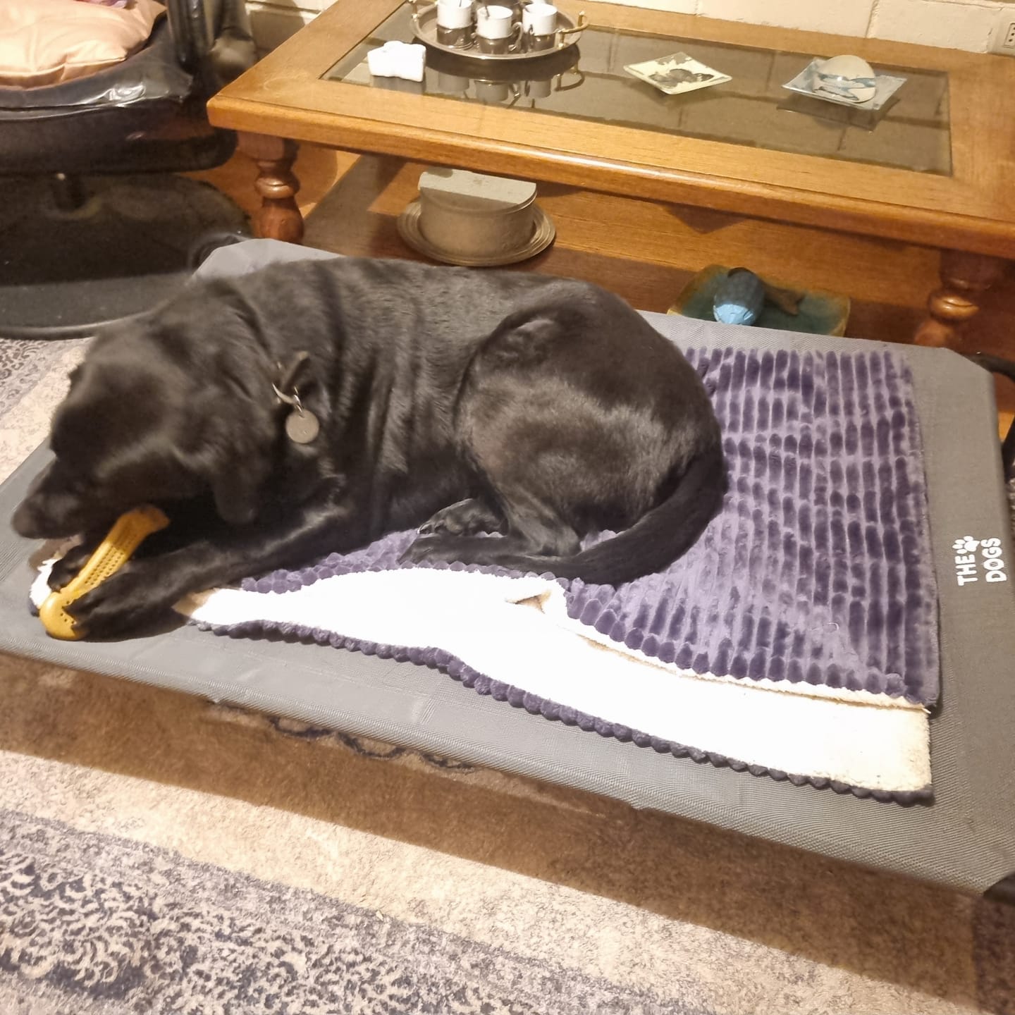 Customer photo review of Cama Elevada THE DOGS