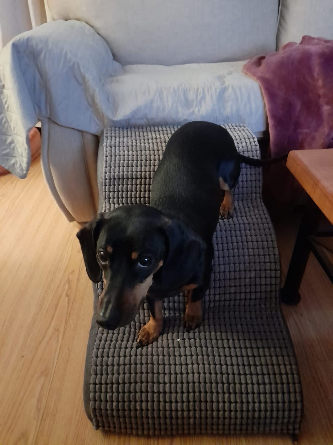 Customer photo review of Rampa Pendiente Suave THE DOGS