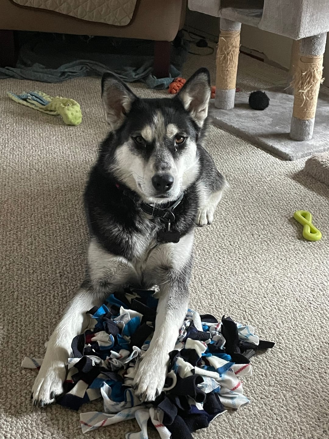 Customer photo review of Bully Bargain Bag