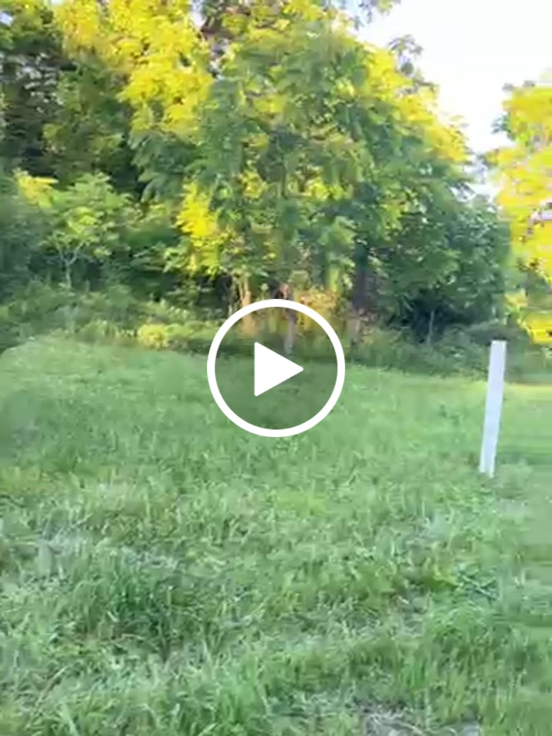 Customer video review of Hybrid Chestnut
