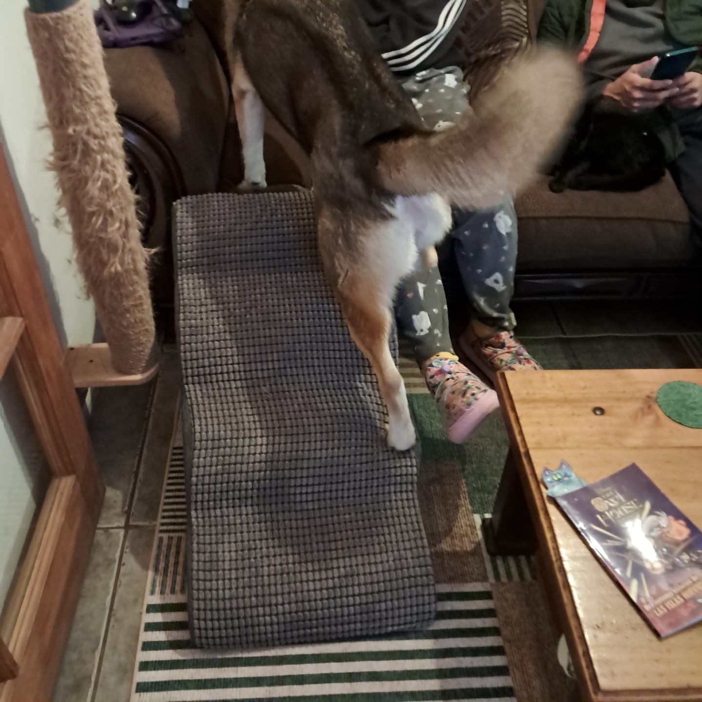 Customer photo review of Rampa Pendiente Suave THE DOGS