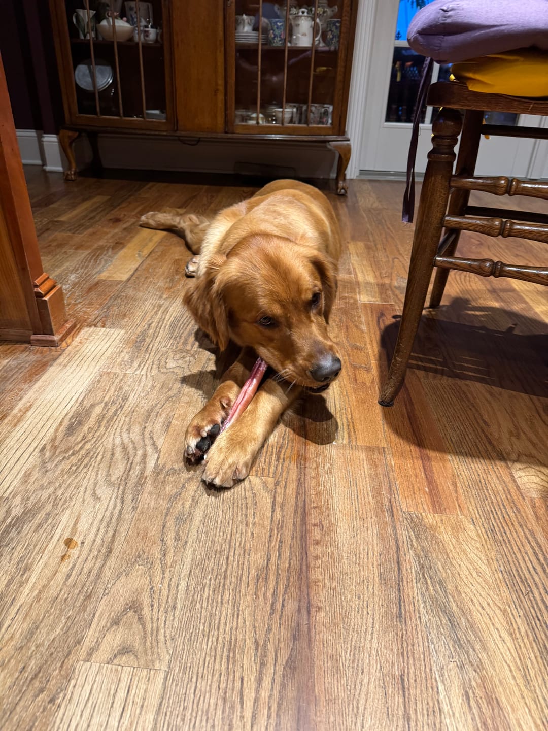 Customer photo review of 12 Inch Monster Bully Stick