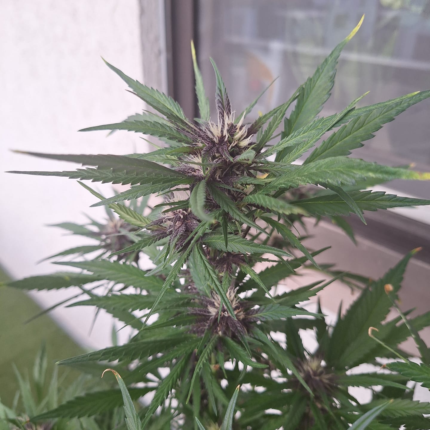Customer photo review of Purple Haze Samen Automatik