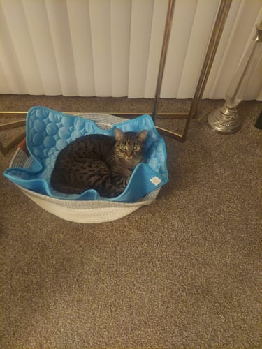 Customer photo review of Instinct Basket | Meet the first research-backed natural territory for indoor cats