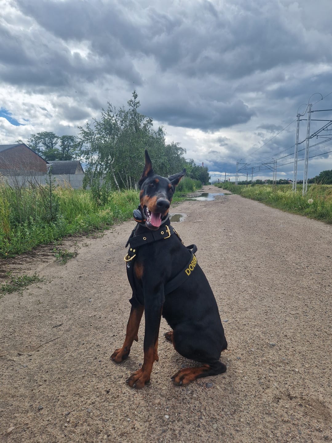 Customer photo review of Szelki dla psa typu guard z imieniem - Personal Harness