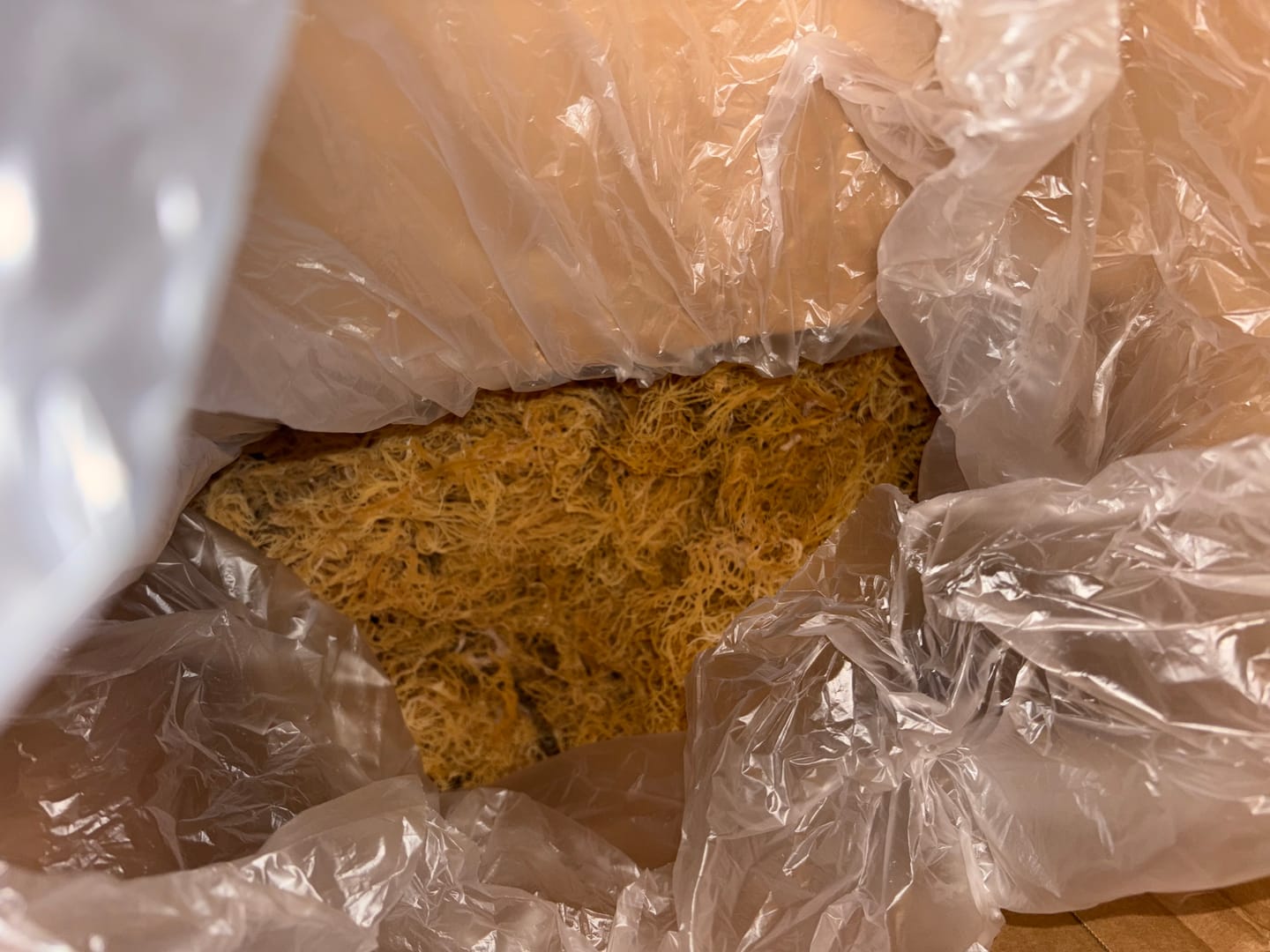 Customer photo review of Gold Wholesale Sea Moss | Wildcrafted St. Lucia Sea Moss Bulk Supplier