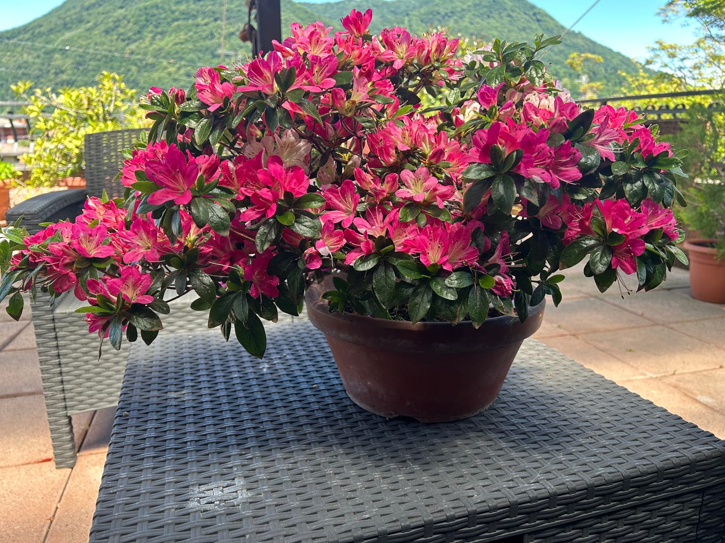 Customer photo review of CURA TOTALE PACK