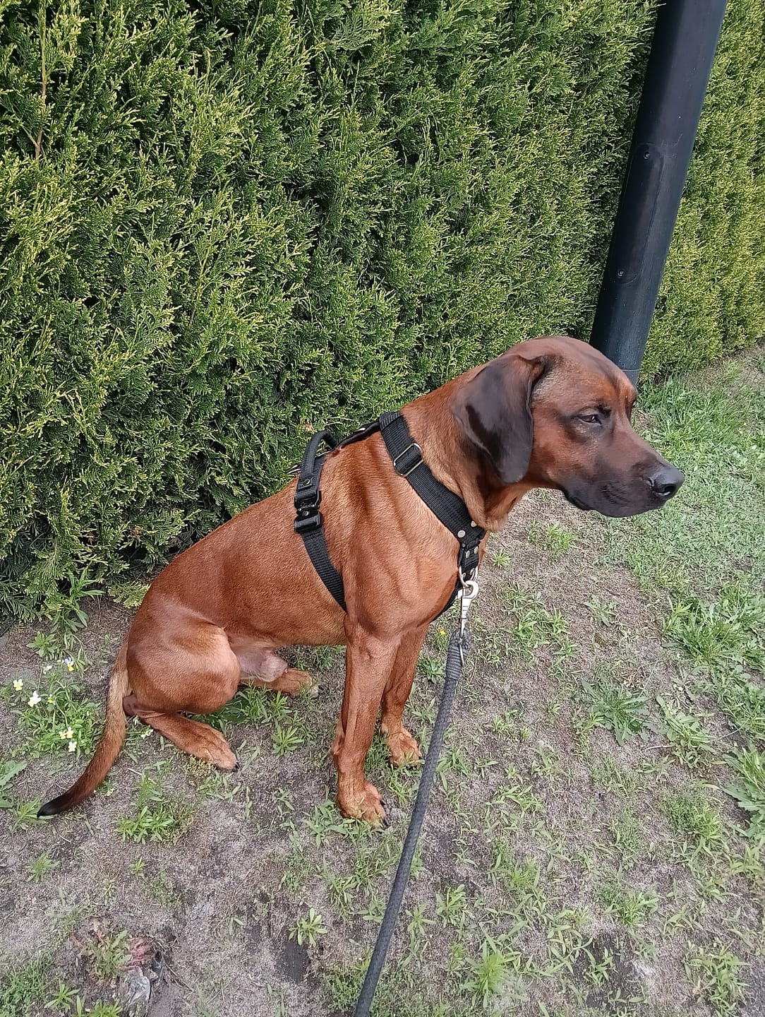 Customer photo review of Szelki z szybką klamrą - Easy Walk Extreme Czarne