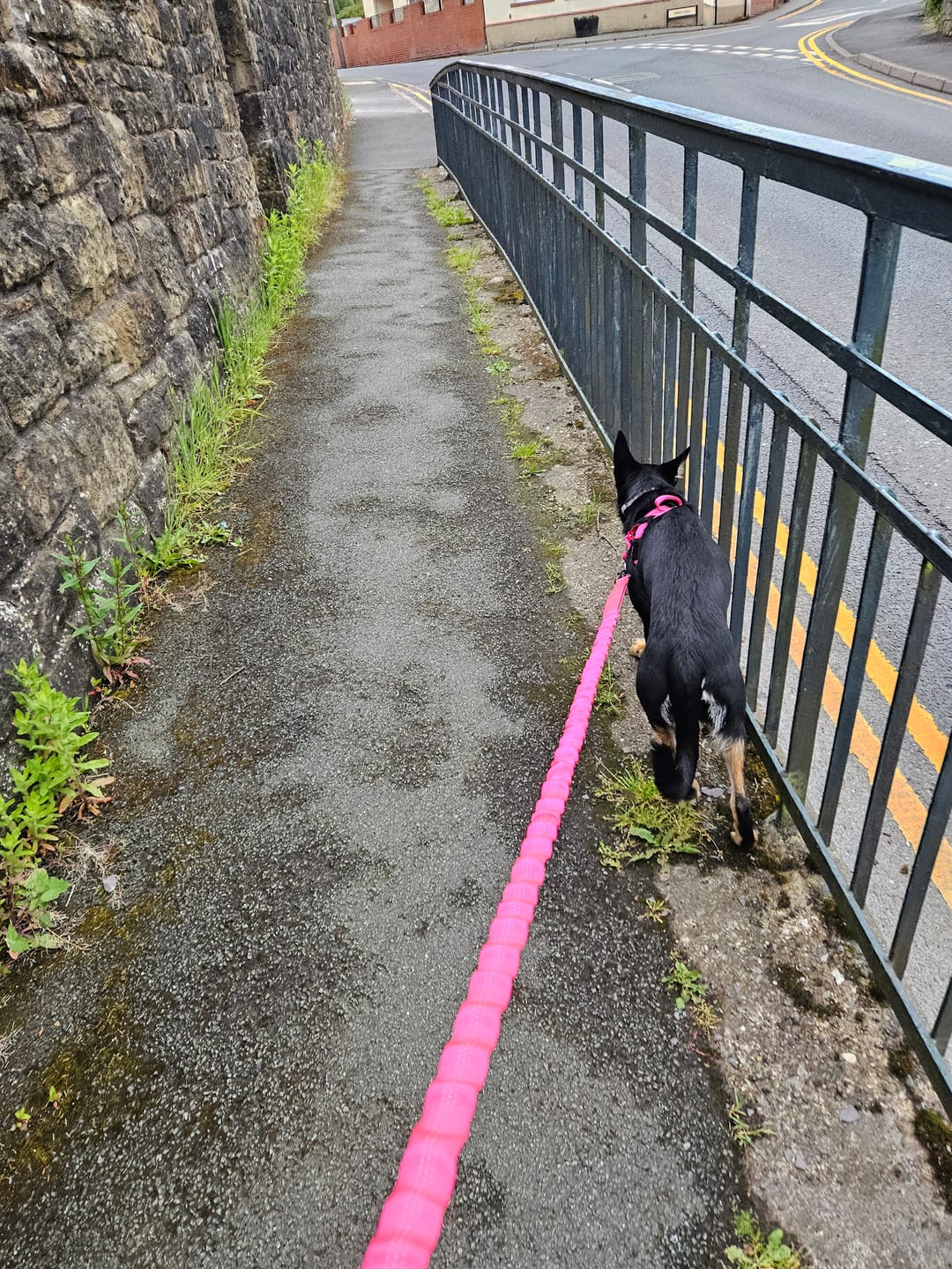 Customer photo review of 🎁 FREE ParoPet Bungee Lead