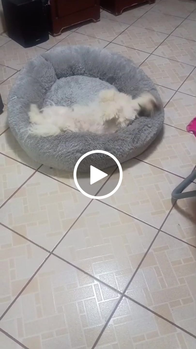 Customer video review of Cama Antiestrés para Perros