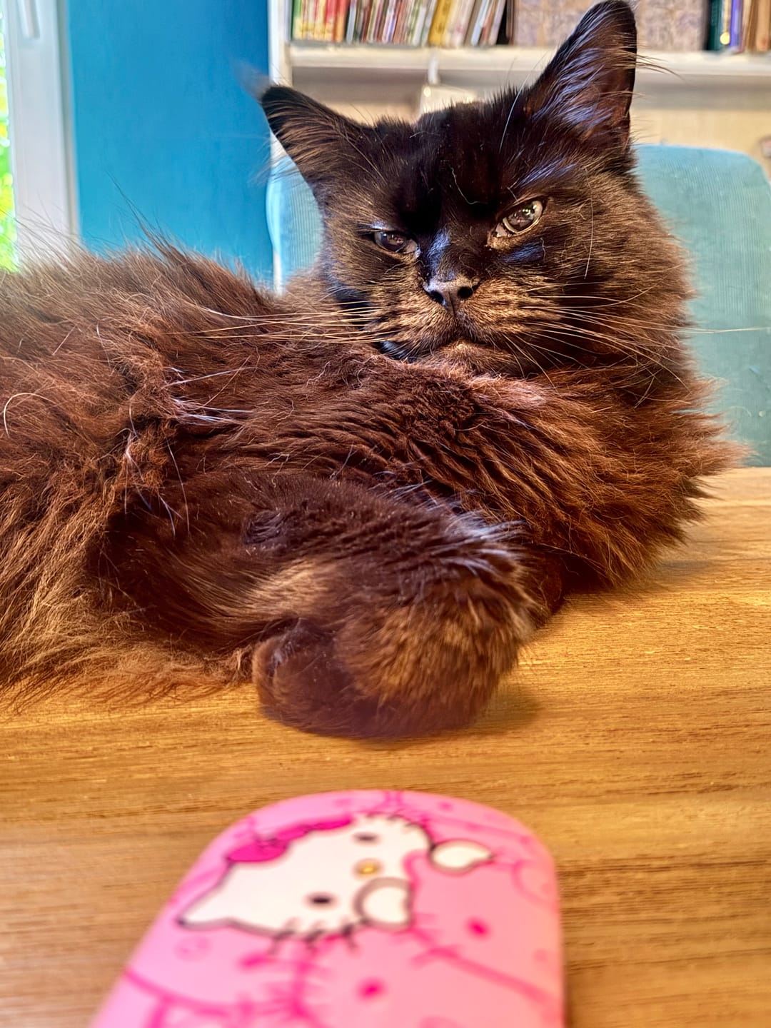 Customer photo review of Naturreines Katzenstreu