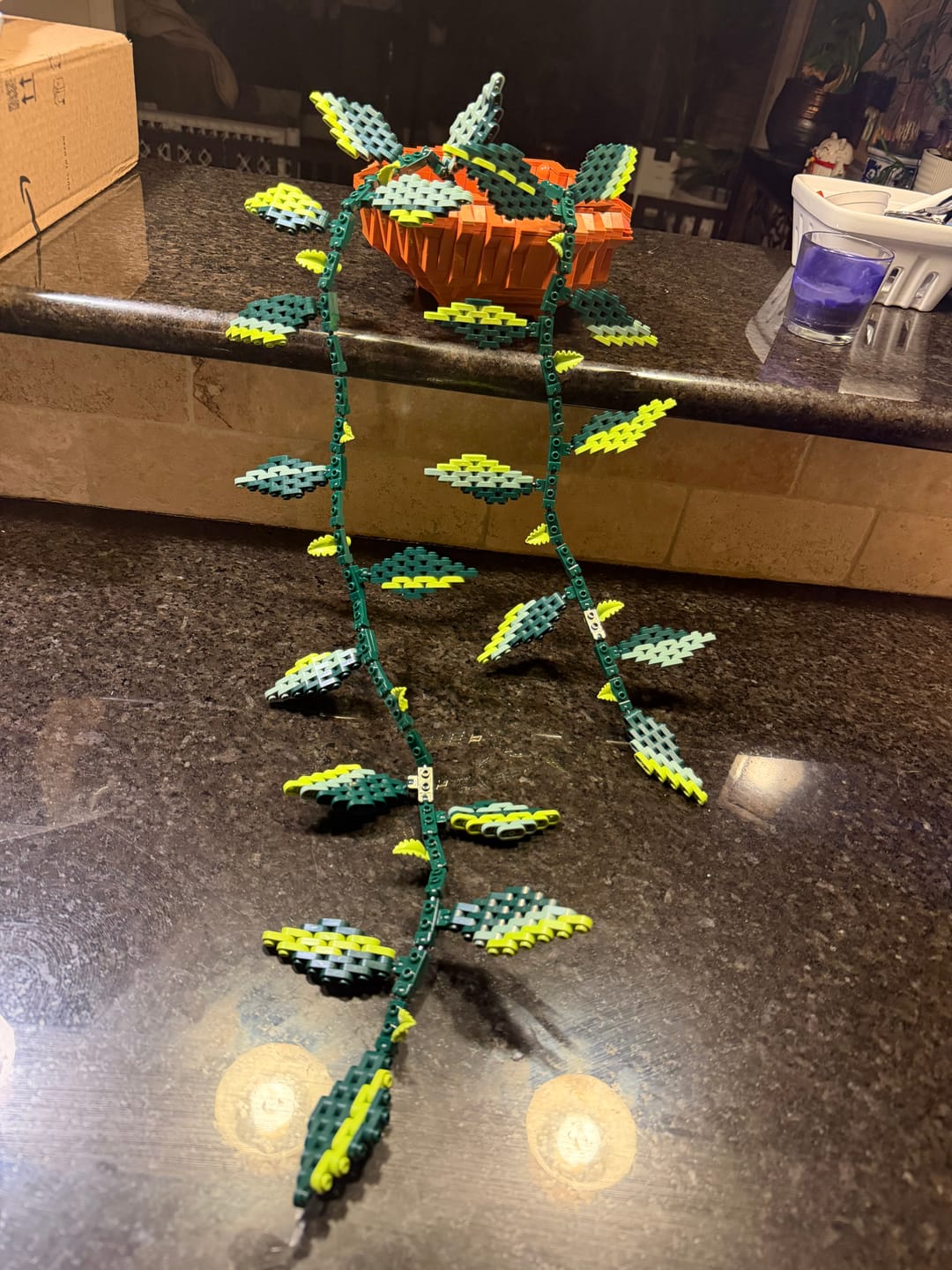 Customer photo review of Builder's Pothos Bundle