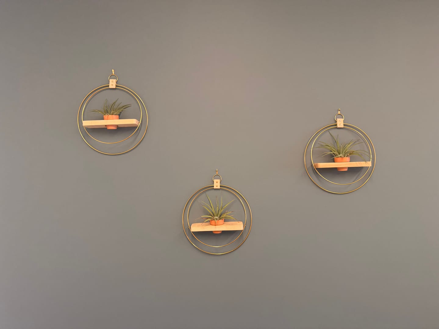 Customer photo review of Air Plant Shelf + Pot Trio
