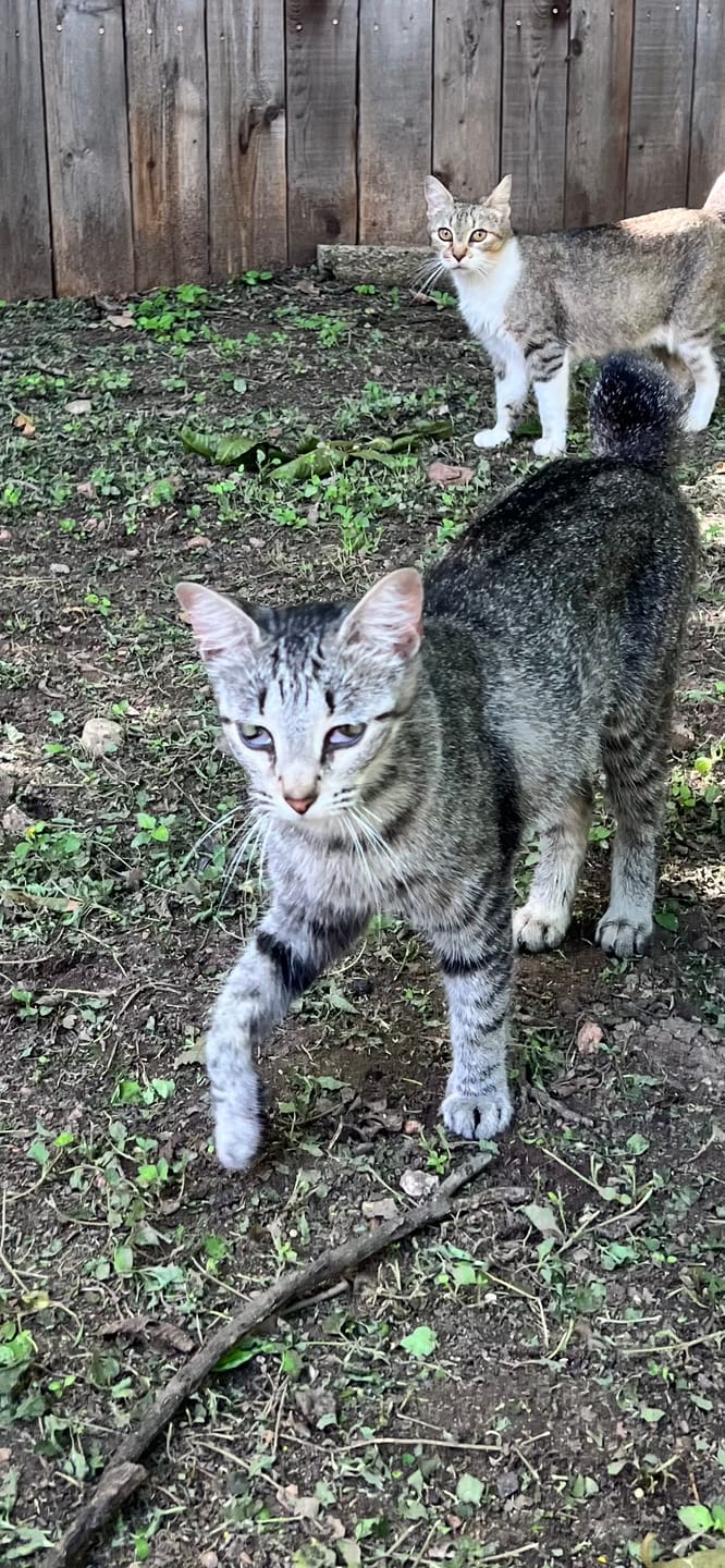 Customer photo review of Cat Eye Infection & Vision Support Remedy