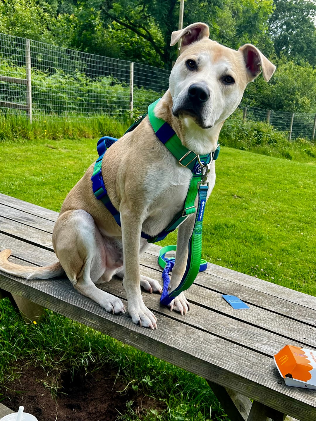 Customer photo review of Comfort Control No-Pull Dog Harness and Multipurpose Leash Sets