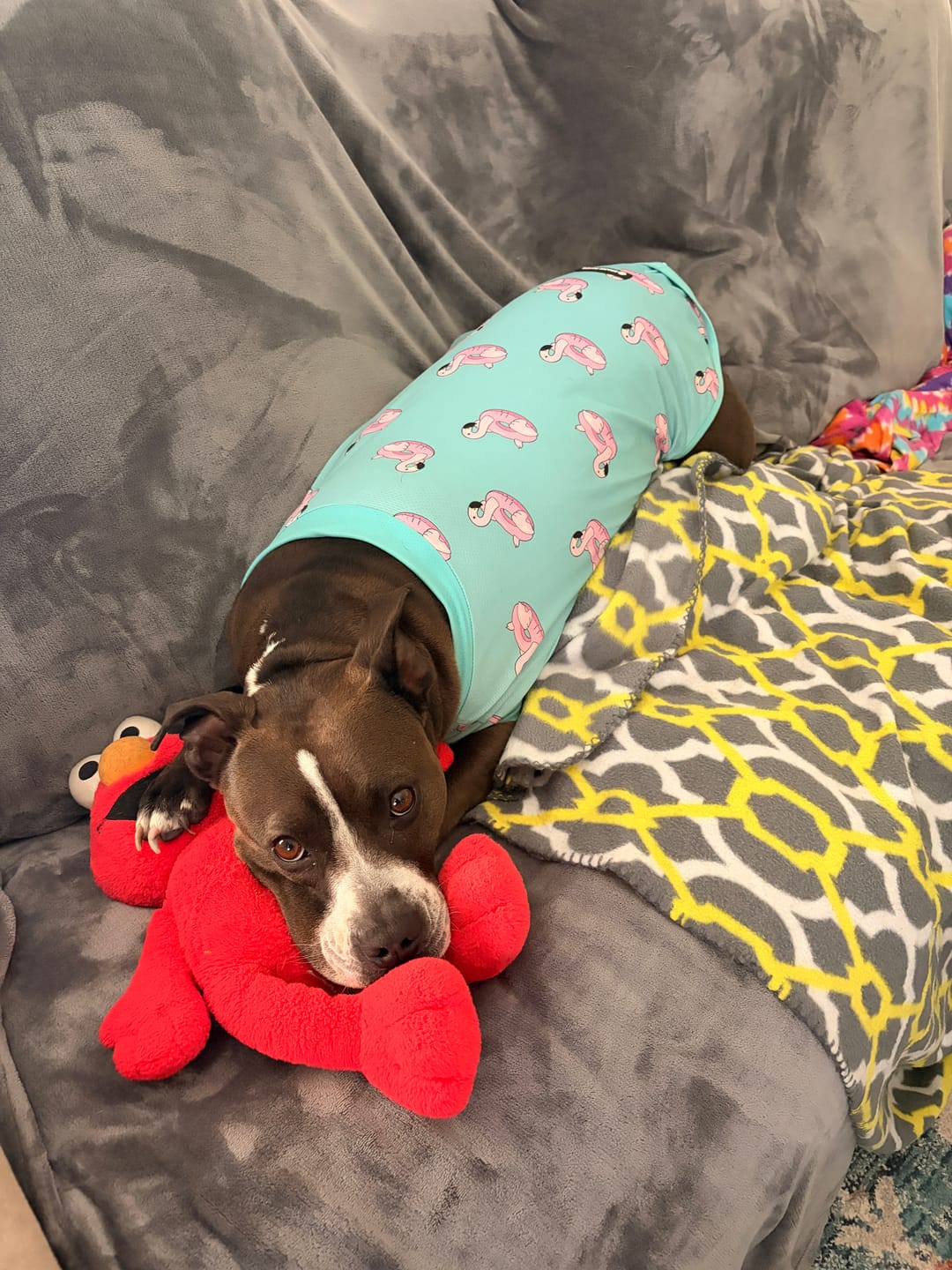 Customer photo review of Sunblock Dog T-Shirt 2-pack