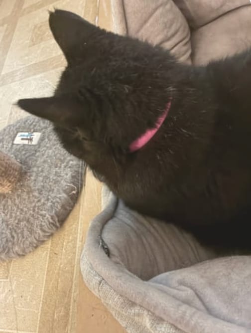Customer photo review of Acoraza: Protege a tu michi de pulgas por 12 meses sin envenenar su sangre
