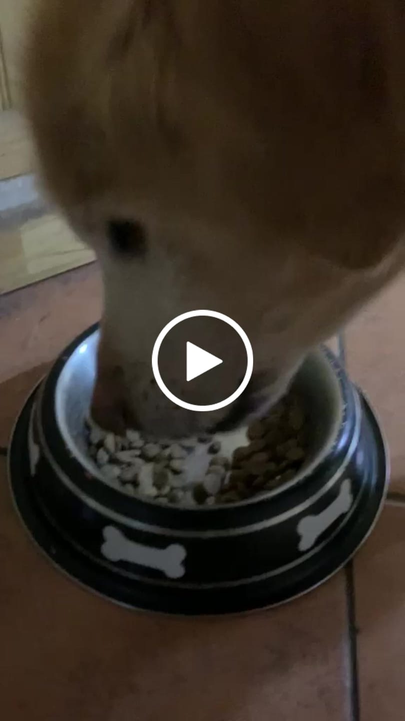 Customer video review of PetFamily Foods