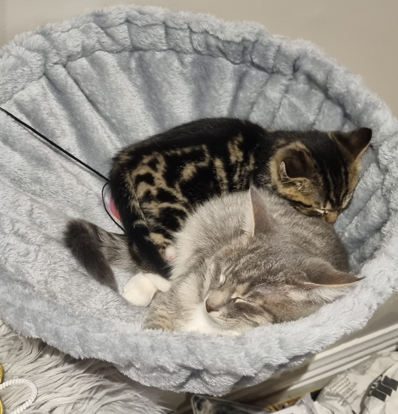 Customer photo review of Cat Tree 141cm with Basket Lounger and Cuddle Cave - Light Grey