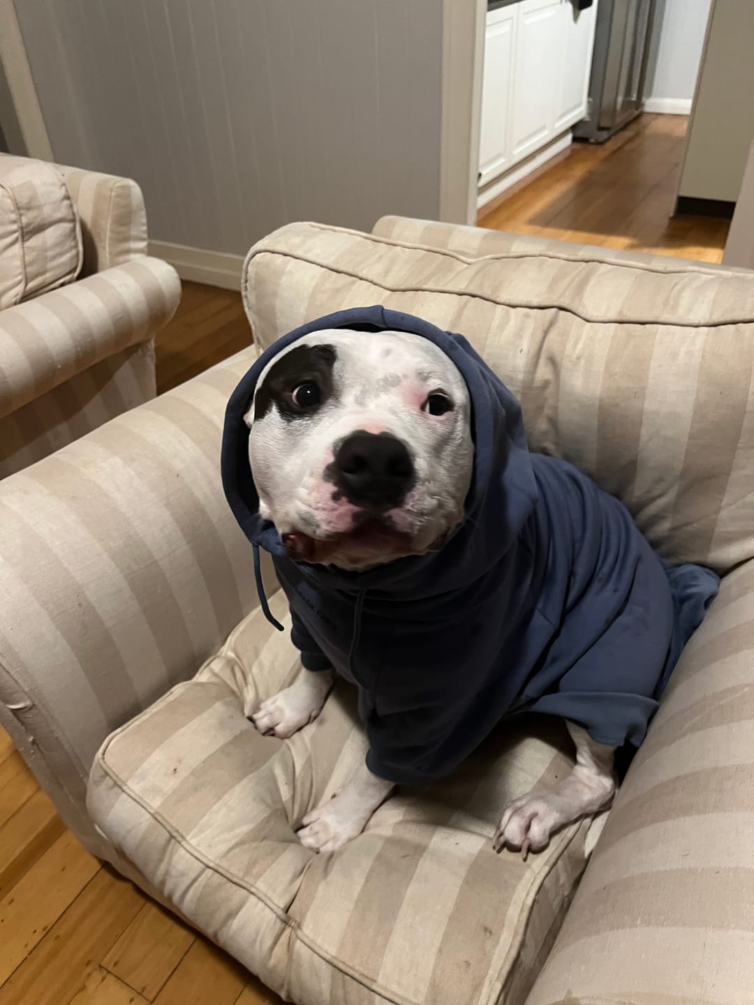 Customer photo review of Essential Dog Hoodies