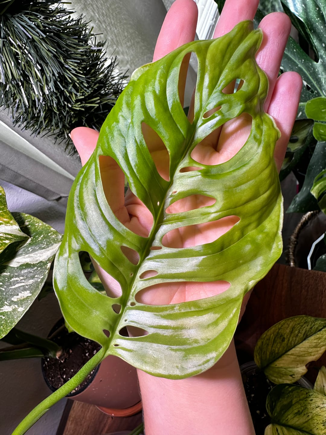 Customer photo review of Plant Food