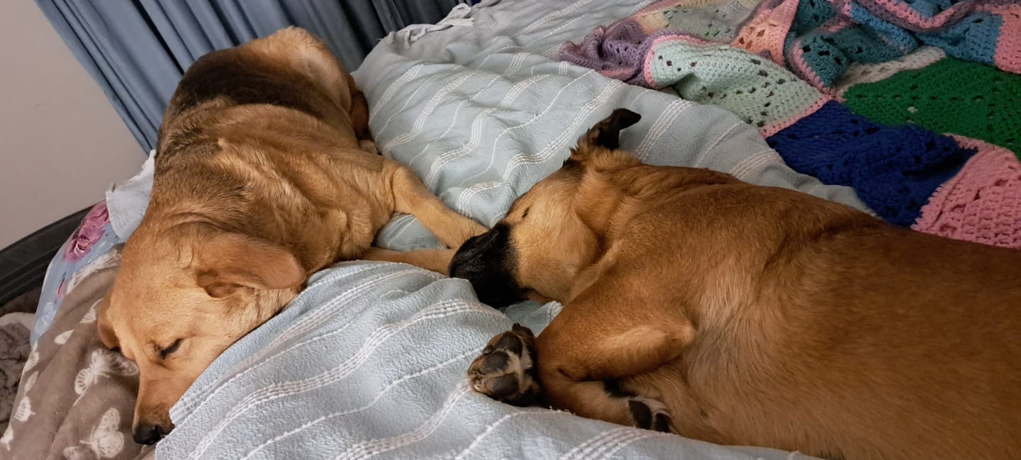 Customer photo review of Natural Canine Care | DoggyMin - Skin & Immune Support for Dogs