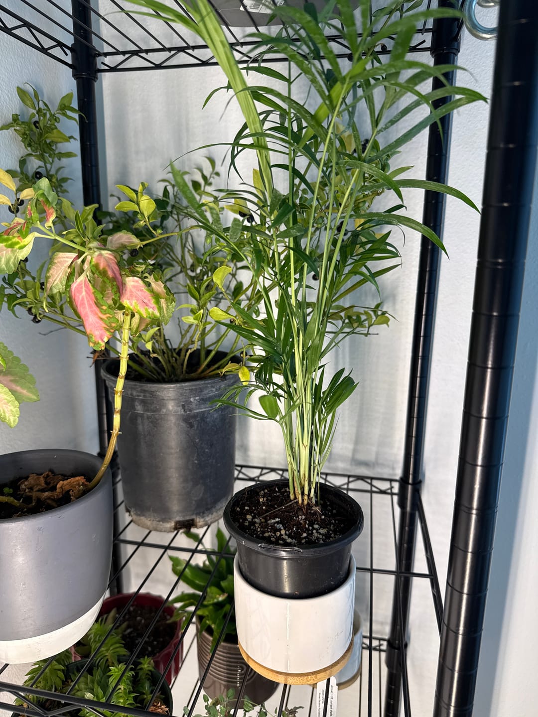 Customer photo review of Parlour Palm Indoor Plant - Easy Care Low Light House plant - Air Purifier Plant in Pot - Parlour Palm- EXACT plant as pictures