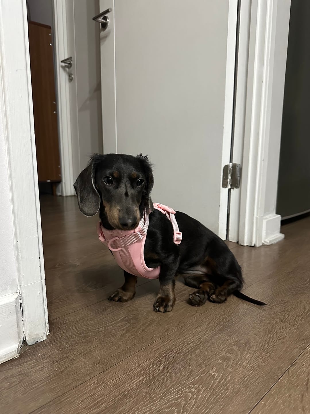 Customer photo review of Arnés Paws