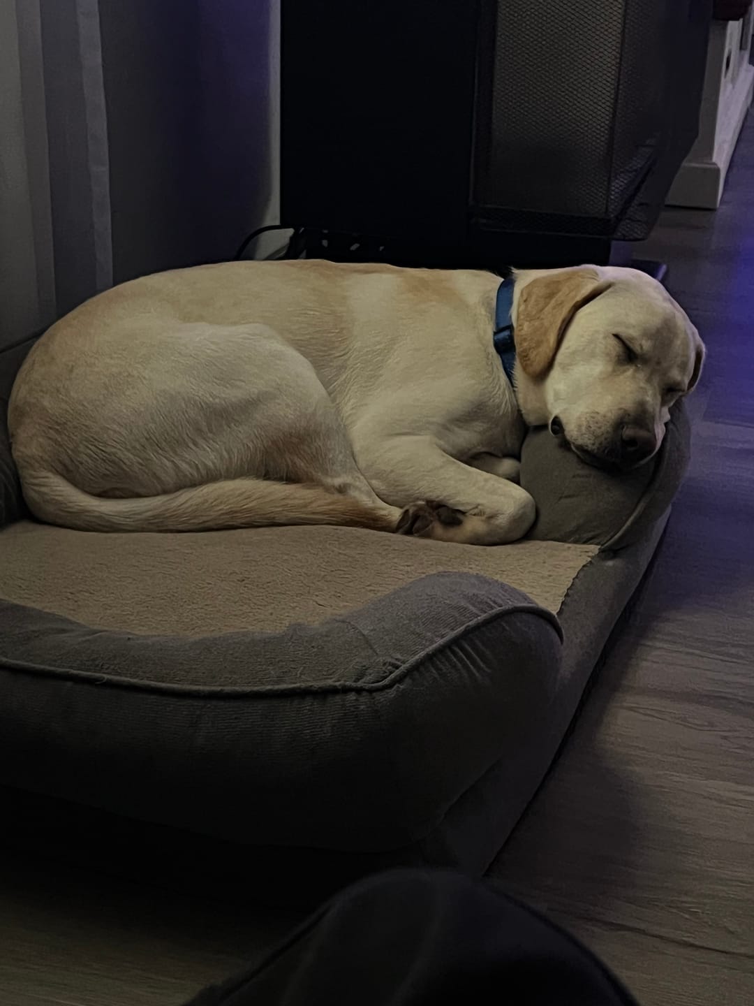 Customer photo review of Rogz Utility Control Collar Chain